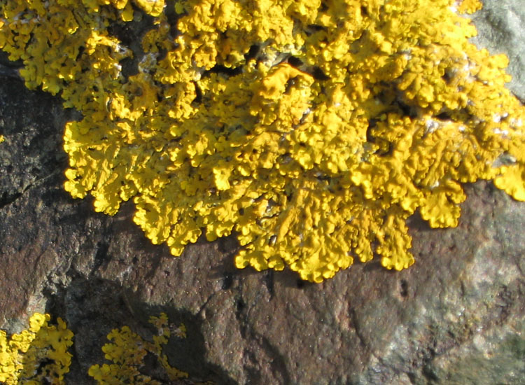 Uno scoglio giallo